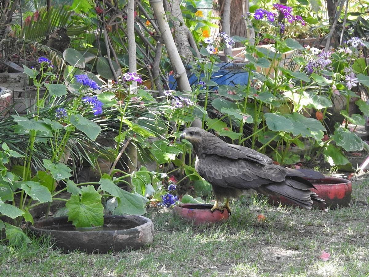 The Coral Tree Boutique Homestay Agra  Exterior foto