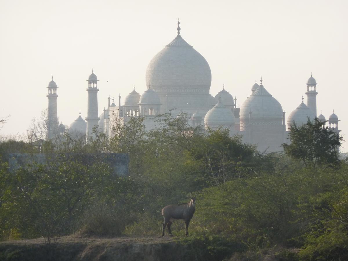 The Coral Tree Boutique Homestay Agra  Exterior foto